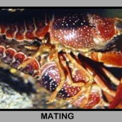 lobster_mating